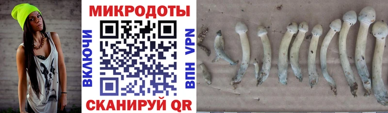 Псилоцибиновые грибы Psilocybe  Купить где  Приволжск 